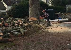 Large tree felling with chainsaw, and technical dismantles