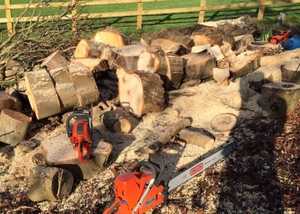 Trees being cut into logs for sale
