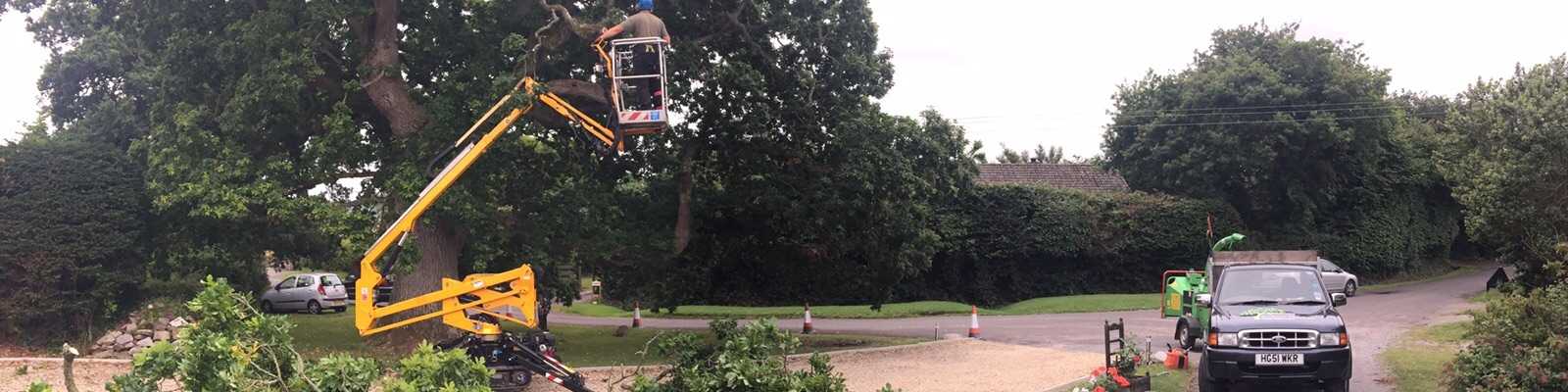 Crane lifting arborist into tree to perform technical dismantles