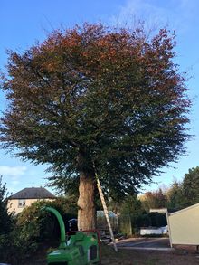 Declining Beach Tree (1 of 3)